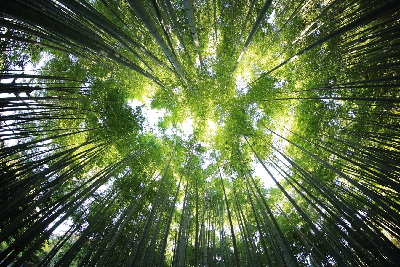 Une canopée de bambous.