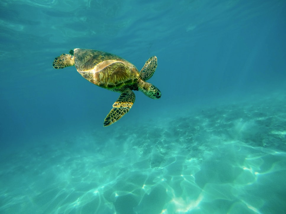 Une tortue de mer, l'une des espèces les plus menacées au monde.
