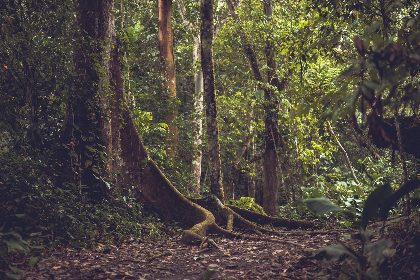 Une forêt tropicale avec de grands arbres.