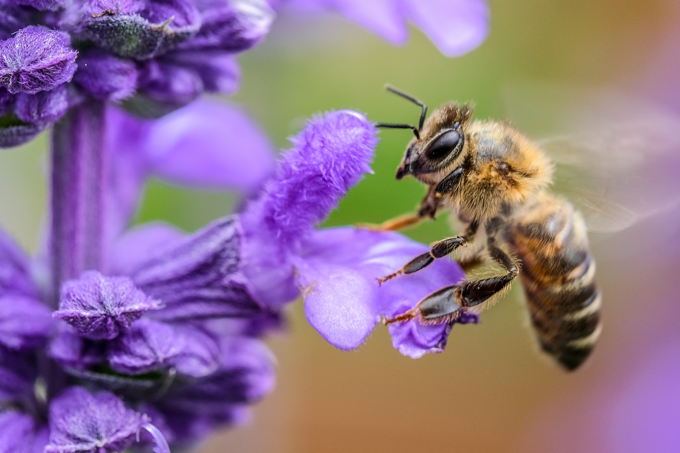 Une abeille en pleine pollinisation d'une fleur.