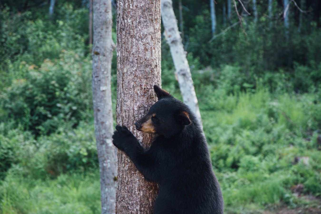 Un ours au Québec (Canada).