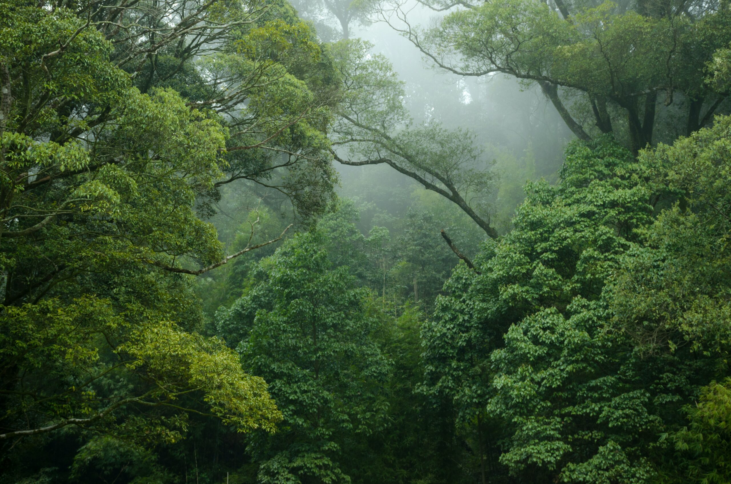 Les forêts tropicales sont luxuriantes.