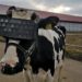 Une vache portant un casque de la réalité virtuelle (VR) en Russie
