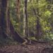 Une forêt tropicale avec de grands arbres.