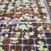 Des plants dans un potager.